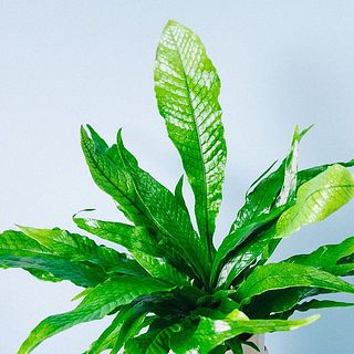 うろこのような特徴的な葉です🐊