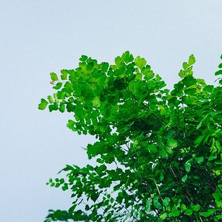 葉の裏側に胞子嚢（ほうしのう）が見受けれれます。枯れて舞いませんのでご安心ください