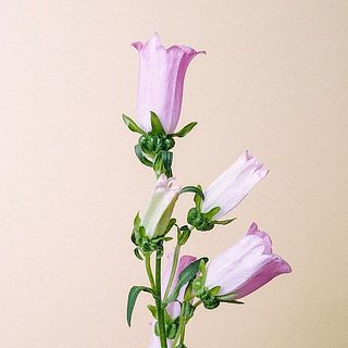 カンパニュラは繊細なため、傷がついていることも。