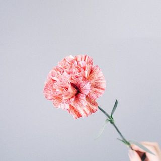 カーネーションは折れやすいのでお取り扱いにはご注意ください。