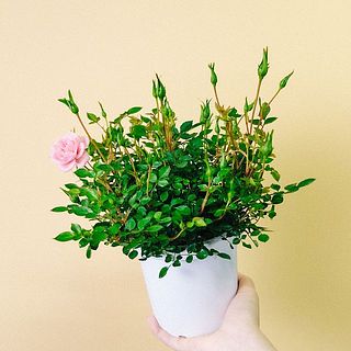 蕾たっぷりで届くこともあります。