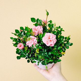 花が咲いているものをお届けすることもあります。