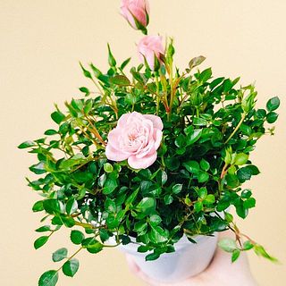 花がホイップのような咲き方でかわいい🧁