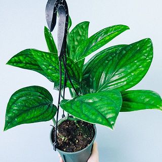 近くで見た葉の様子👀🌿