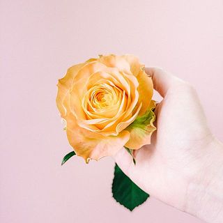 バラ「スピキュール」ボリュームあります。