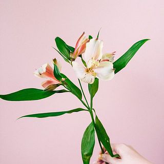 アルストロメリア「シャンパン」