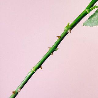トゲがあります