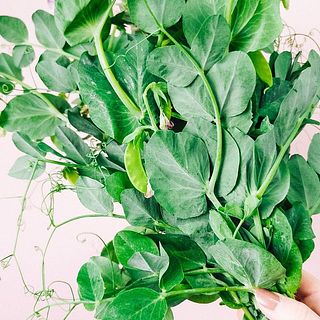 豆がなっているかもしれません🫛※食用ではありません、