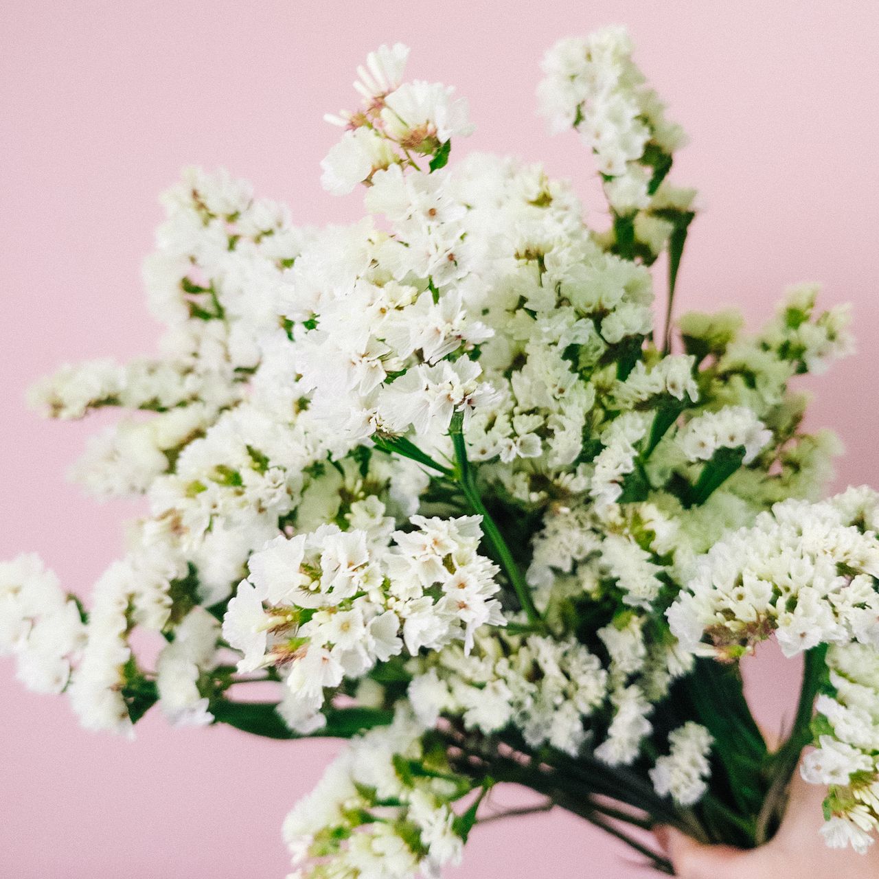 スターチス「マーブルグリーン」