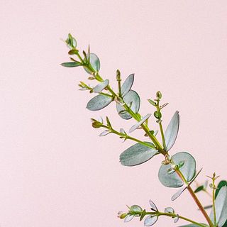 ユーカリの枝先にある新芽は乾燥したり変色してしまう事がございます。ご了承ください