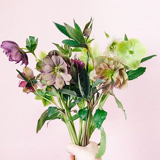 うつむき姿は花の特性です。