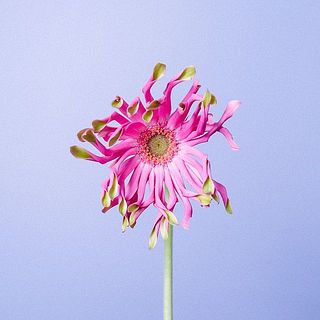 ラブリーガーベラ