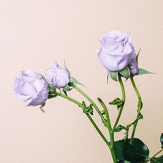 バラの外側の花びらには傷が付いていることも。内側を守る役割のため、そのままお届けします。気になる場合は優しく取ってあげてください。