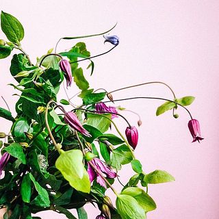 ツルがかわいいクレマチス。動きを活かしてのびのびと活けて🌿