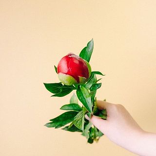 「レッドローズ 」