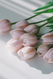 しっとりとした花びらと、なんともいえない淡いピンクがとても魅力的。