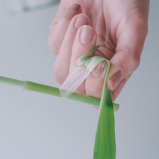 葉っぱを取ってあげると花に水が届きやすくなります。下に向かって剥いてください。