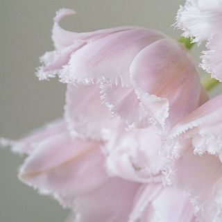 満開の姿はふんわり華やかな「乙女のドレス」そのもの。