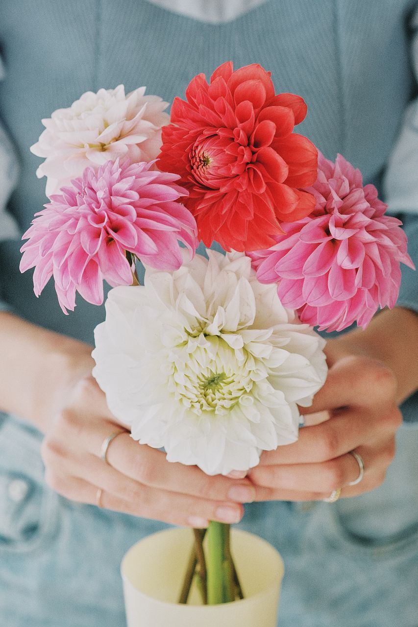 産直】日光園藝のダリア