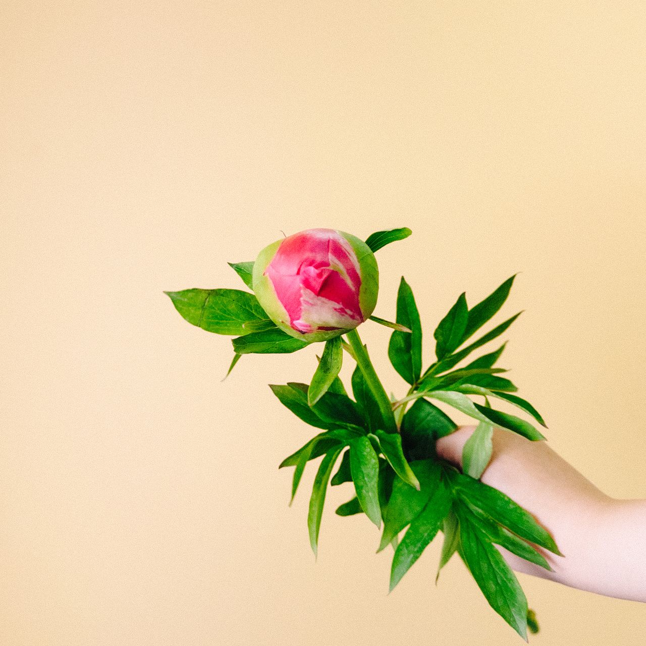 野島さんの芍薬