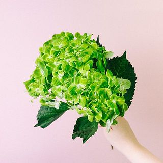 ※紫陽花のガク部分が一部茶色かったり、斑点模様がある場合もありますが、紫陽花の特性としてご理解ください。 ※紫陽花の大きさにも個体差があります。