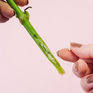 白い綿があるので取りましょう。