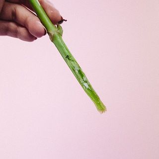 紫陽花の基本の水揚げになります。