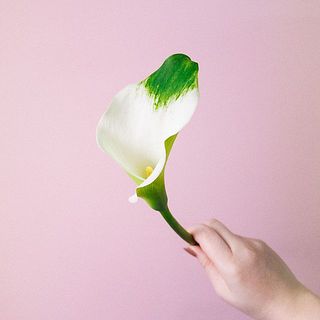 めずらしい複色カラー「グリーンテトラ」