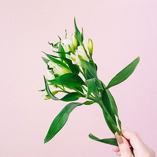 アルストロメリア「マリアベール」