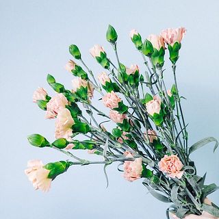 蕾の状態が多いことがあります。開花を楽しんで