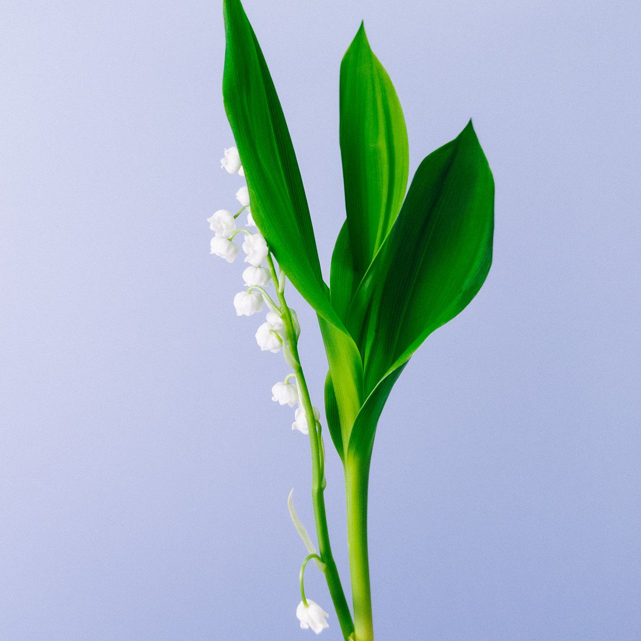 すずらん様！　ご連絡ページです。 large_9396bf39-bcad-4b9e-9b2f-