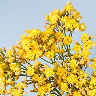 山形県の細谷園芸さんが切花用として栽培されている希少なカランコエです。