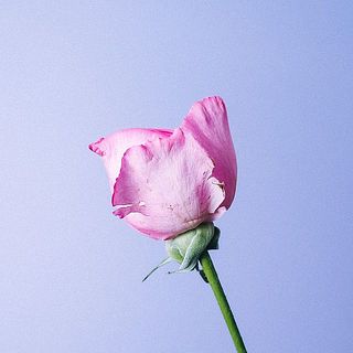 バラの外側の花びらは中を保護する役割なので、傷が付いていることも。花の状態としては問題ありませんが、気になる場合はやさしく取ってあげてください。