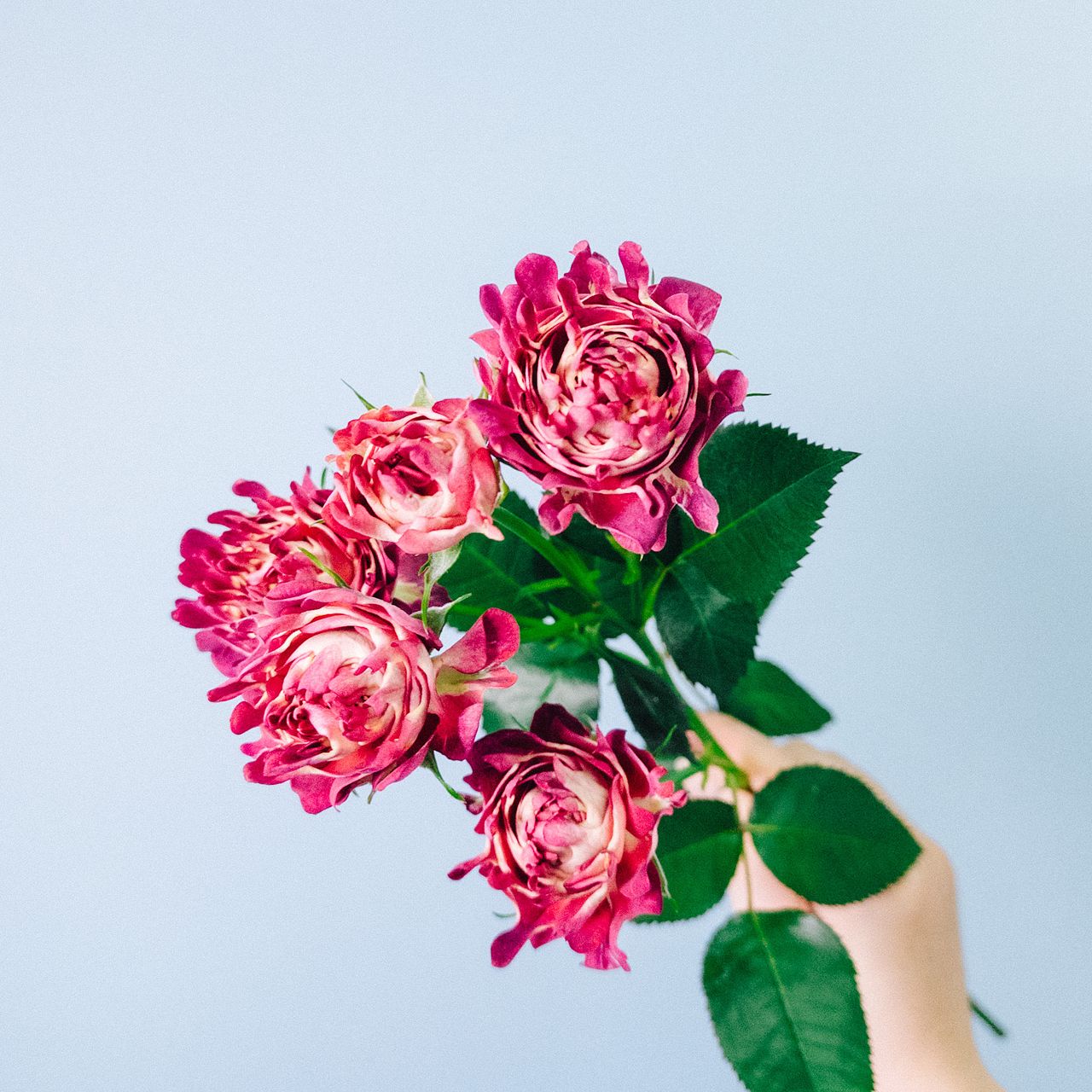 アンティークカラー　バラ(ᵔᴥᵔ)かわいいお庭♡シャビーなガーデン　スプレーバラ アンティークカラー バラ(ᵔᴥᵔ)かわいいお庭♡シャビーなガーデン