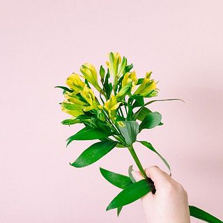 アルストロメリア「ファンファーレ 」