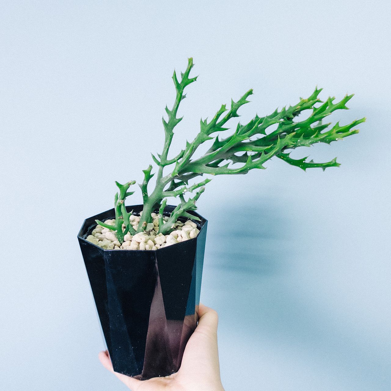 ビンテージ花瓶とドライビザールプランツ