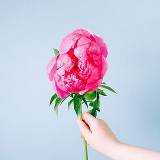 陶板　芍薬の花 大輪芍薬「シザレア」