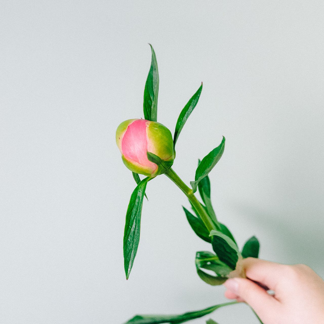 大輪芍薬「シザレア」