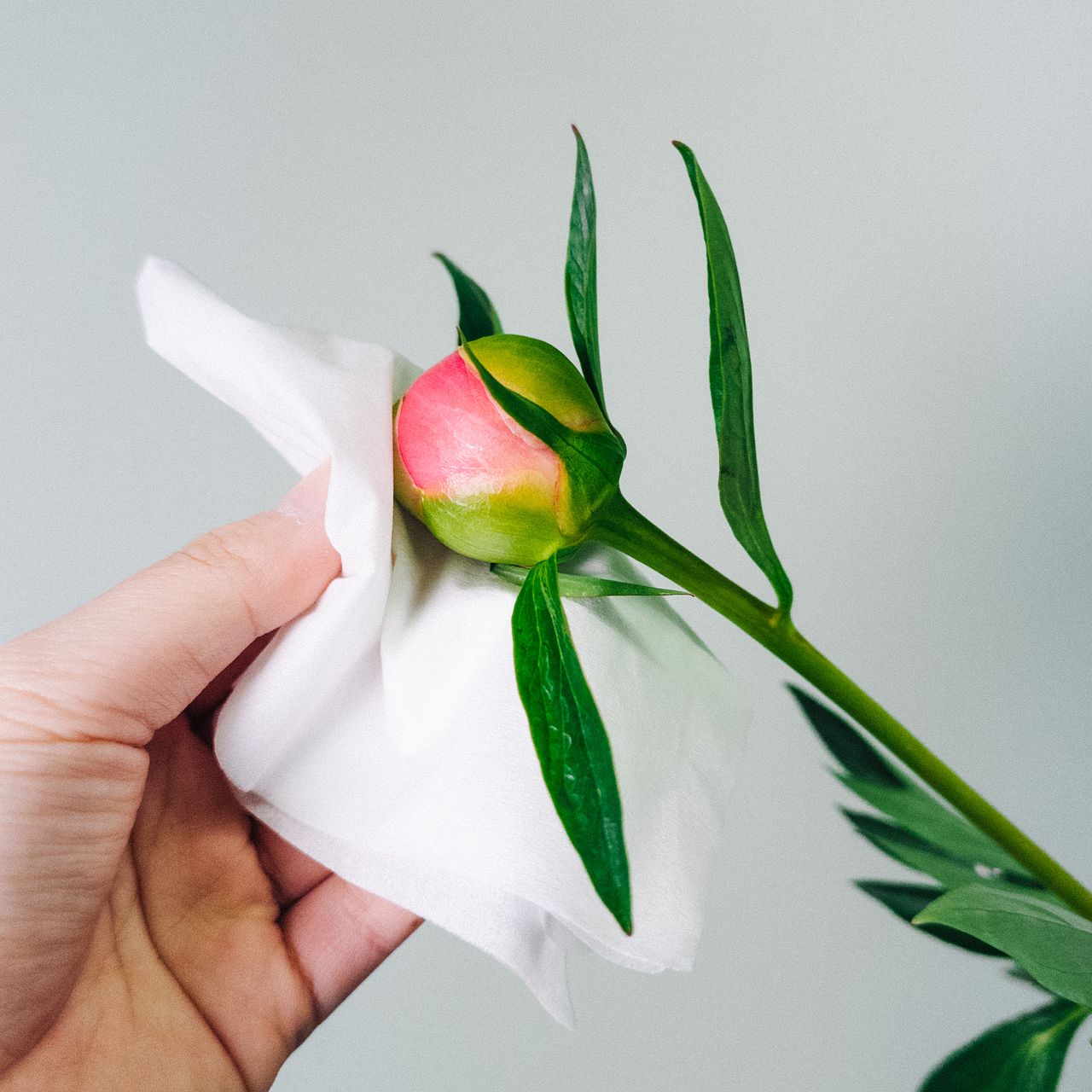 陶板　芍薬の花 おまかせ芍薬