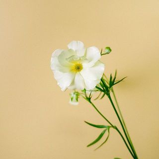 花びらは外側に反るように開花する特性がございます。