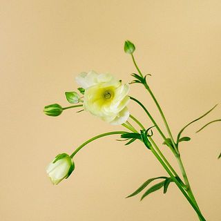 蕾が多いものもあります。開花をお楽しみに。