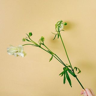 輪付きには個体差があります