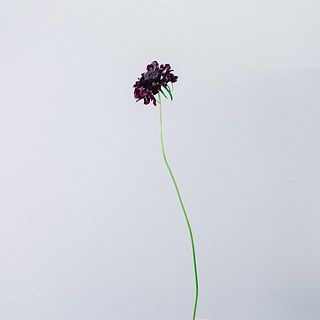 スカビオサは繊細なお花。俯きがちに咲く特性もありますが元気なのでご安心を。