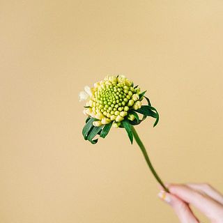 蕾から咲きかけの状態の花もあります