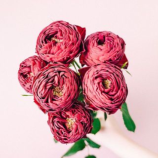 カップ咲きがかわいいです😍