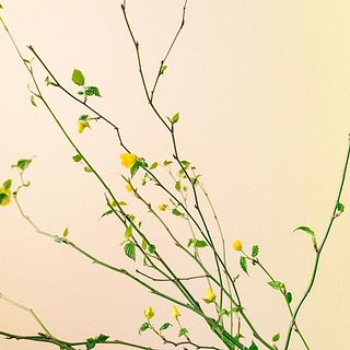 山吹の花は蕾でお届け。一部輸送中の温度差で開花してしまうことも。