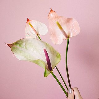 色味や大きさには個体差がございます。ご了承ください。