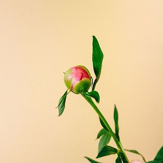 つぼみをほぐすように揉んであげると開花しやすくなります。