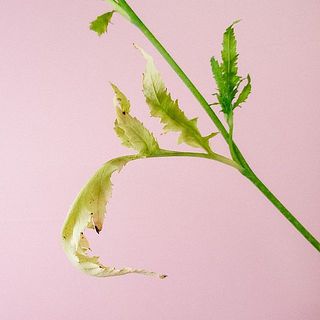 葉は配送中に黄色く変色していることがございます。届いたら優しく取り除いてあげましょう。