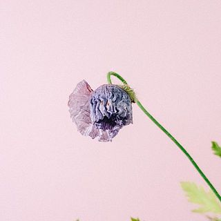 ふわふわと開花してきます！